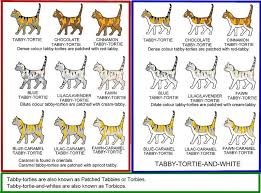 Tabby Tortie Colour Chart Cat Colours And Conformation