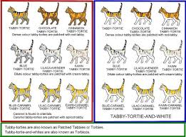 tabby tortie colour chart cat colours and conformation