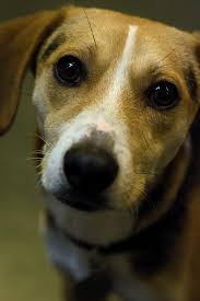 Adopt Chico On Petfinder Dogs Beagle Mix Animals