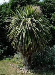 We did not find results for: Palm Cabbage Cabbage Palm Tree Wild Flower Finder