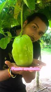 Image result for Passiflora quadrangularis