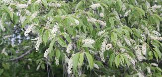 Image result for Prunus serotina