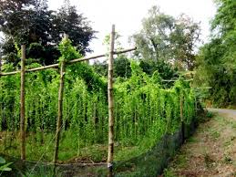 Image result for Tiliacora