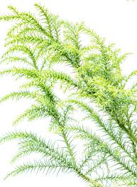 Sinensis) systematik japanische sicheltanne — japoninė kriptomerija statusas t sritis vardynas apibrėžtis taksodinių šeimos dekoratyvinis, medieninis augalas. Sicheltanne Cryptomeria Japonica Gunstig Online Kaufen