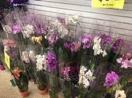 We did not find results for: Speechless Sunday Produce Junction Bensalem Flowers