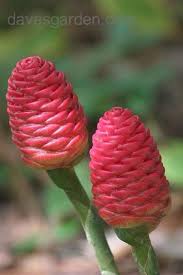 Victoria park flowers, an innovative professional florist, centrally located in the auckland cbd. Pinecone Lilies Beautiful In North Florida In The Fall These Grow Wild In Our Park Need To Grab A Coupl Florida Flowers Florida Plants Florida Gardening