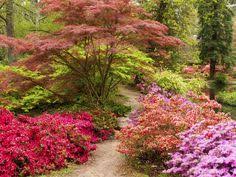 Transplant azalea immediately (or wrap in moistened burlap until transplanting is possible). 13 Azaleas Landscaping Ideas Azaleas Landscaping Azaleas Backyard Landscaping