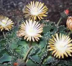 Image result for Nananthus aloides