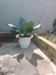 Image result for Siphonochilus longitubus