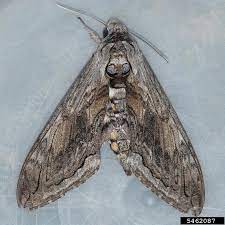 How many eggs does a tomato hornworm moth lay? Tomato Hornworms In Home Gardens Umn Extension