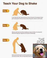 You will need a clicker, treats, and a target such as a yogurt lid or ball on a stick. House Training A Puppy While Working And Clicker Training For Dogs Book Puppy Training Dog Clicker Training Dog Training