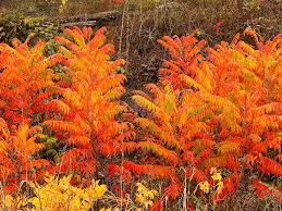 Image result for Cycnium recurvum