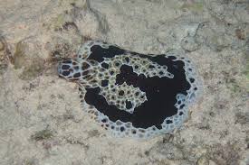 Image result for Pleurolobus tanganyikensis