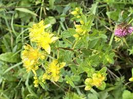 Image result for Hypericum quartinianum