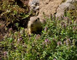 Picture of a ground squirrel. Reintroduction European Ground Squirrel Forschen Handeln Erhalten