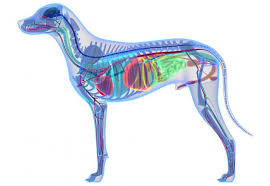 Canine Anatomy Illustrations Lovetoknow