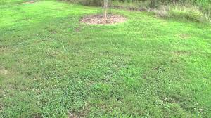 The rest of the wasps react to the pheromones by swarming out of the nest and attacking the intruder. Scoliid Swarm Youtube