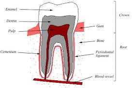 These tooth chart anatomy labels make it easy to record and reference accurate and detailed dental exam information. The Tooth Anatomy Anatomy Drawing Diagram