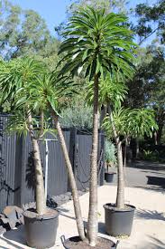 Image result for Pachycarpus eximius