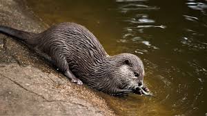 If you're looking to get a ballpark idea of how much an otter costs, here: How Much Does An Otter Cost Otter Facts And Care Tips