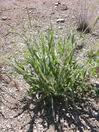 Image result for Schmidtia kalahariensis