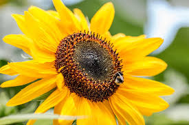 Image result for Helianthus annuus