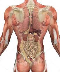 Human Organs Back View Koibana Info Human Body Anatomy Body Anatomy Human Body Organs