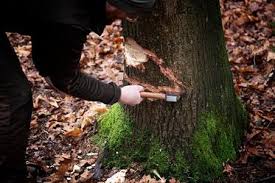 Im krisenfall sind handwerkliche fähigkeiten essentiell. Selbst Einen Baum Fallen Knivesandtools Erklart Dir Alles