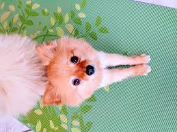 Foxy The Yogi Pomeranian Adho Mukha Svanasana Downward Facing Dog Pose Dog Poses Dogs Animals