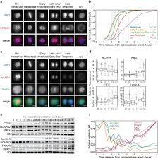 An announced threat against your organization from an activist group. A Chromosome Folding Intermediate At The Condensin To Cohesin Transition During Telophase Biorxiv