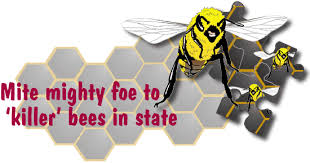 Choose from 2500+ killer bee graphic resources and download in the form of png, eps, ai or psd. Mite Mighty Foe To Bees Ask A Biologist