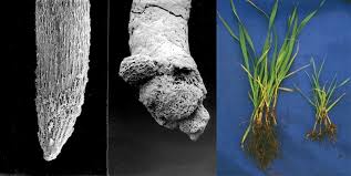 Discover over 745 of our best great news!!! Dealing With Acidic Soils Omex Agriculture Inc
