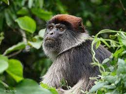 Central African Red Colobus Piliocolobus Oustaleti Primates African Animals