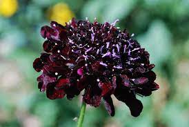 Pin On Fleur