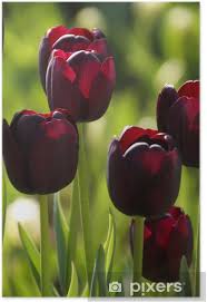 Check spelling or type a new query. Black Tulip Poster Pixers We Live To Change