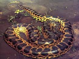 Du monde le serpent a été tué ou lui qui à la fin de chaque kalpa cycle cosmique de 4 320 000 000 d'années. L Anaconda Le Monde Fantastique