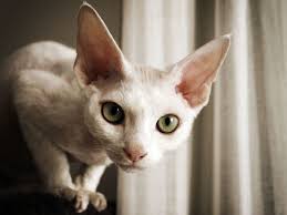 This page contains affiliate links. 13 Cat Breeds With Big Eyes