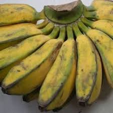 Maybe you would like to learn more about one of these? Gambar 1 Pisang Kepok Kuning Musa Acuminata X Musa Balbisiana Abb Download Scientific Diagram