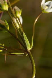 Image result for Swertia welwitschii