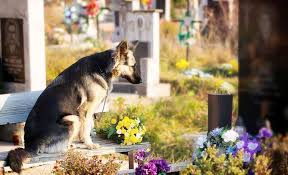 Maybe you would like to learn more about one of these? How Much Does Dog Cremation Cost And What Are My Options