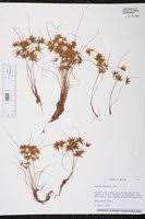 Image result for Cyperus amabilis