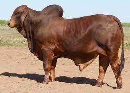 LN LMC POLLED RANGO 176/6 – R2 Red Brahmans