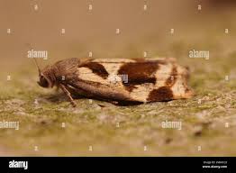 Image result for Archips rosanus