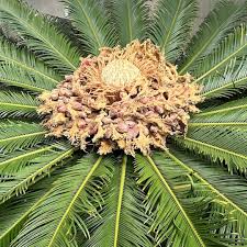 Image result for Cycas