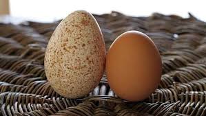 Terlebih, mereka memang sengaja diberi warna buatan untuk menarik anak ayam yang beraneka warna tersebut menggunakan bahan pewarna tekstil. Warna Telur Ayam Birma Asli Original Hijau Biru Coklat