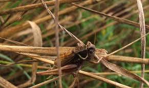 Also dump out the trash bags carefully outside of your house. How To Get Rid Of Crickets Bulwarkpestcontrol Com