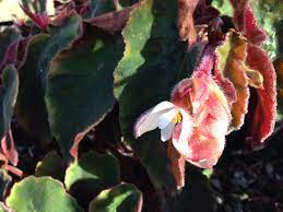 Begonia Ramirez Lg Fuzzy Dk Green Leaves Pinkish White Flowers Light To Full Shade Begonia Flower Lights White Flowers