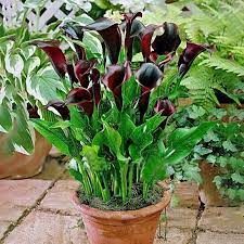 Egrow 200pcs Pampas Grass Magic Garden Seed Potted Ornamental Plants Cortaderia Selloana Bonsai Newchic Mobile Lily Plants Zantedeschia Lily Seeds