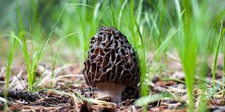 Both mushrooms have a brainy look, but that's about where the likenesses end. Here S What You Ll Need To Start Foraging Mushrooms Wirecutter