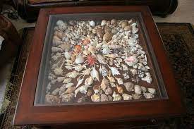 I saw these all over races in 1999 but being a poor college student i never wanted to spend $500. Shells Under Glass Coffee Table Shadow Box Coffee Table Display Coffee Table Seashell Display